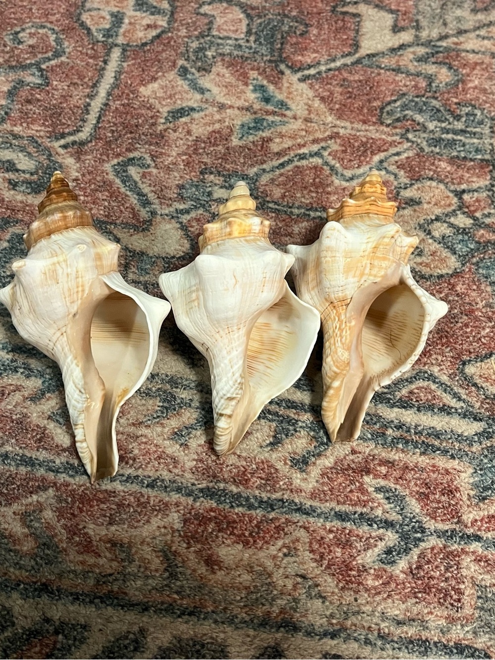 Set of 3 Natural Conch Seashells - Cream & Tan Tones